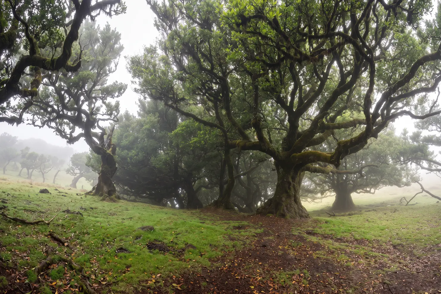 Fanal in the fog, which is how you want to find it. The til trees are around 500 years old, and this is the one sight where bad weather is the good outcome.