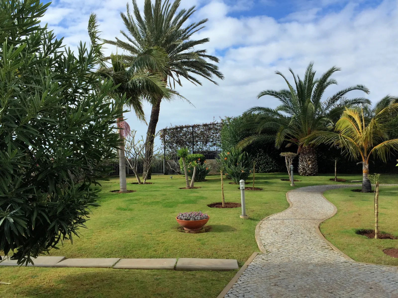 Cobblestone garden path with palm trees