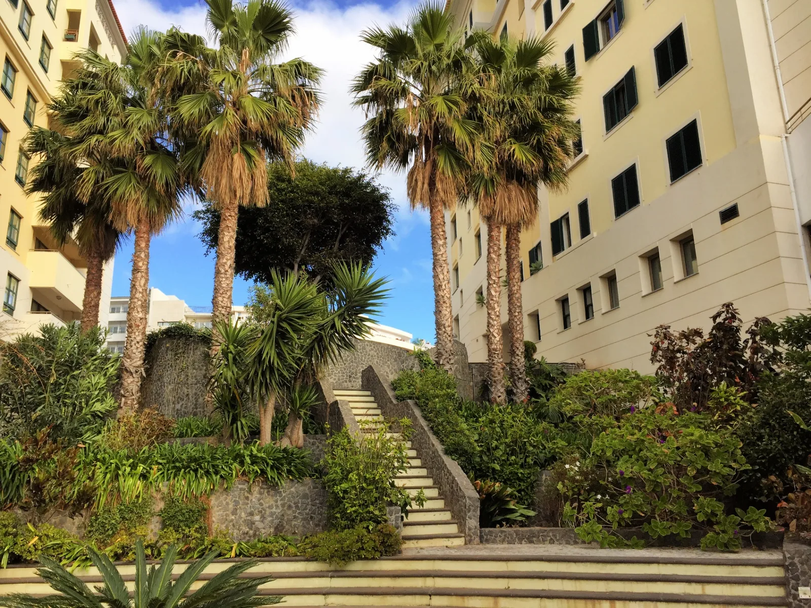 Palm tree stairway in tropical gardens