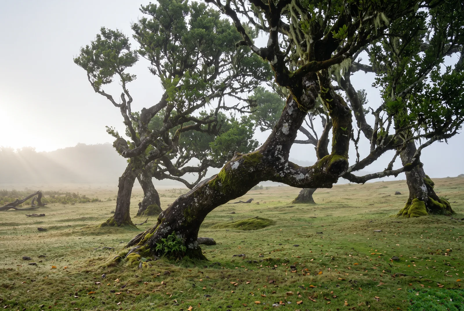 Ancient twisted til trees on open pasture in thick fog at Fanal