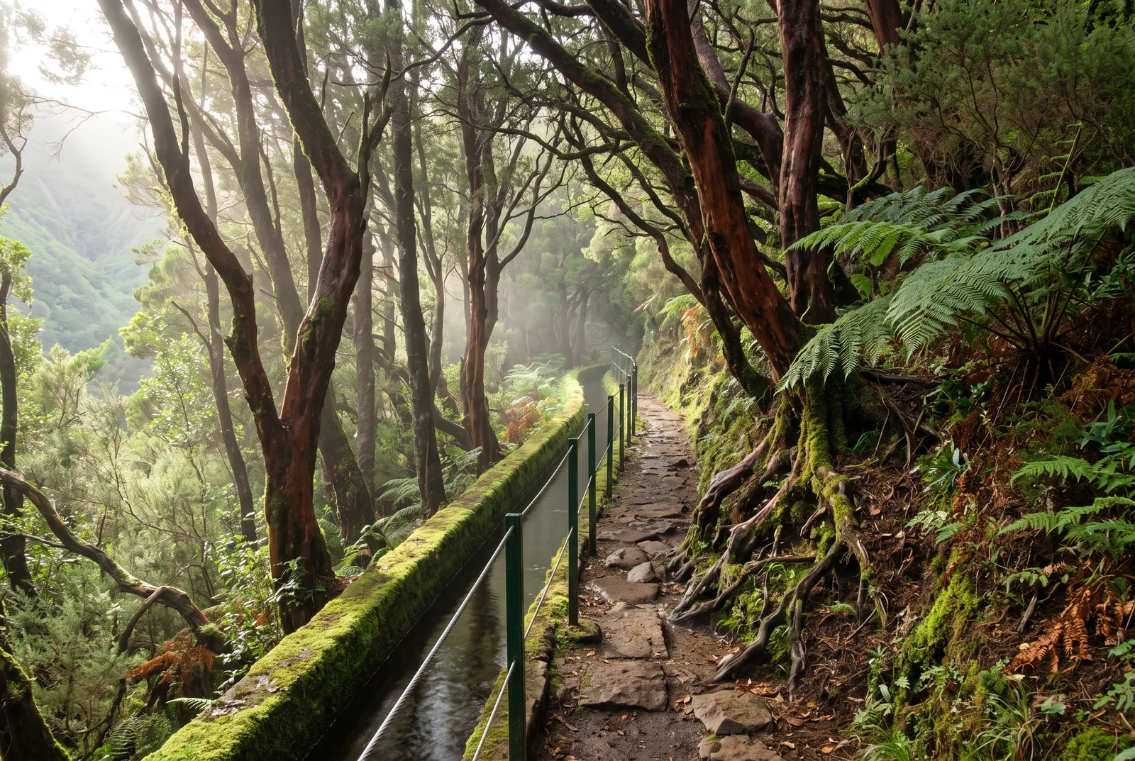 A narrow path beside a mossy levada channel through laurel forest with light through the trees