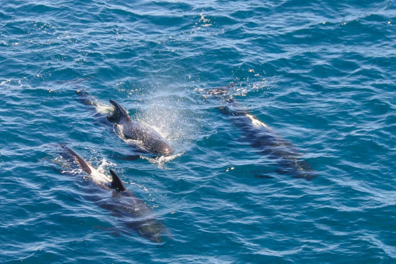 A pod of dolphins breaking the surface of the open Atlantic off Madeira