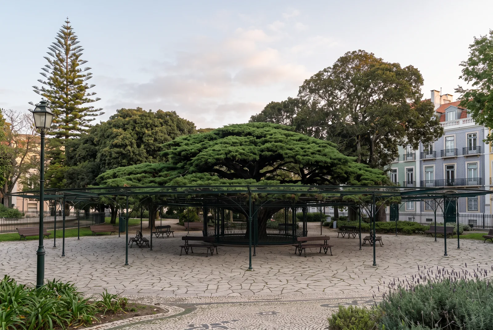 The century old cedar of Príncipe Real spread over its cast iron pergola, above an empty flagstone square at dawn